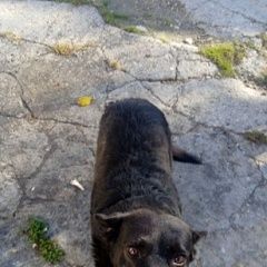 Подробнее об объявлении «Симферополь Пропала собака» Фото: пропала собака  «Симферополь Пропала собака» в г. Симферополь