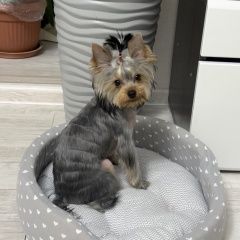 Подробнее об объявлении «Усолье-Сибирское (Иркутская обл.) Пропала собака» Фото: пропала собака Йоркширский терьер «Усолье-Сибирское (Иркутская обл.) Пропала собака» в г. Усолье-Сибирское (Иркутская обл.)