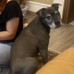 Подробнее об объявлении «Пропала собака кобель Калининград (Кенигсберг)» Фото: пропала собака Американский стаффордширский терьер «Пропала собака кобель Калининград (Кенигсберг)» в г. Калининград (Кенигсберг)