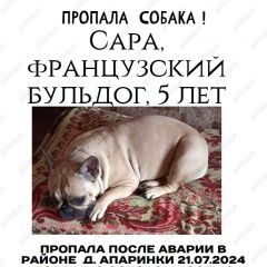 Подробнее об объявлении «Москва Пропала собака французский бульдог» Фото: пропала собака Французский бульдог «Москва Пропала собака французский бульдог» в г. Москва