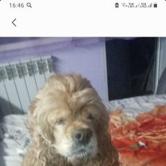 Подробнее об объявлении «Артем Пропала собака» Фото: пропала собака Американский кокер-спаниель «Артем Пропала собака» в г. Артем