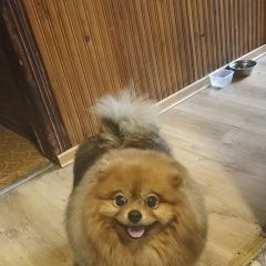 Подробнее об объявлении «Вырица Пропала собака в садоводстве «авиатор»» Фото: пропала собака Немецкий шпиц «Вырица Пропала собака в садоводстве «авиатор»» в г. Вырица