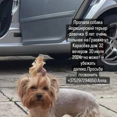 Подробнее об объявлении «Пропала собака йоркширский терьер девочк Брест Брестская обл.» Фото: пропала собака Йоркширский терьер «Пропала собака йоркширский терьер девочк Брест...» в г. Брест Брестская обл.