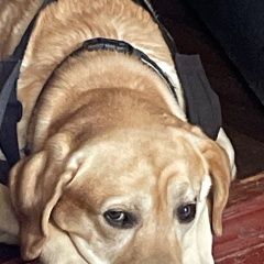 Подробнее об объявлении «Пропала собака кобель район деревни вашково Великий Новгород (Новгород)» Фото: пропала собака Лабрадор ретривер «Пропала собака кобель район деревни вашково...» в г. Великий Новгород (Новгород)