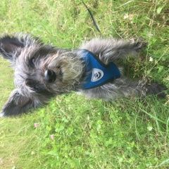 Подробнее об объявлении «Пропала собака вознаграждение 15000 рублей Кемерово» Фото: пропала собака  «Пропала собака вознаграждение 15000 рублей...» в г. Кемерово