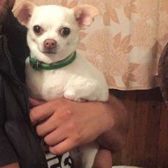 Подробнее об объявлении «Тула Пропала собака чихуахуа» Фото: пропала собака Чихуахуа «Тула Пропала собака чихуахуа» в г. Тула