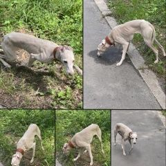 Подробнее об объявлении «Алексин Пропала собака» Фото: пропала собака Левретка «Алексин Пропала собака» в г. Алексин