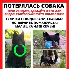 Подробнее об объявлении «Апрелевка Пропала собака щенок» Фото: пропала собака  «Апрелевка Пропала собака щенок» в г. Апрелевка