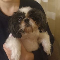 Подробнее об объявлении «Донецк (ДНР) Пропала собака» Фото: пропала собака Ши-тцу «Донецк (ДНР) Пропала собака» в г. Донецк (ДНР)