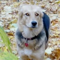 Подробнее об объявлении «Касимов Пропала собака» Фото: пропала собака  «Касимов Пропала собака» в г. Касимов