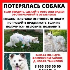 Подробнее об объявлении «Пропала собака Нарофоминск» Фото: пропала собака  «Пропала собака Нарофоминск» в г. Нарофоминск