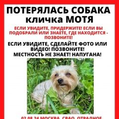 Подробнее об объявлении «Москва Пропала собака белый йоркширский терьер матильда» Фото: пропала собака Йоркширский терьер «Москва Пропала собака белый йоркширский терьер...» в г. Москва