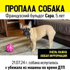 Подробнее об объявлении «Пропала собака помогите найти Видное» Фото: пропала собака Французский бульдог «Пропала собака помогите найти Видное» в г. Видное