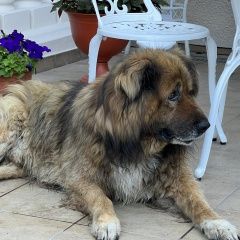 Подробнее об объявлении «Магнитогорск Пропала собака» Фото: пропала собака  «Магнитогорск Пропала собака» в г. Магнитогорск