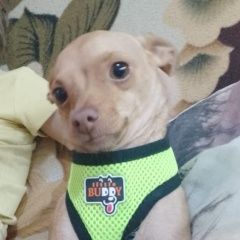 Подробнее об объявлении «Новошахтинск Пропала собака кобель, той-терьер» Фото: пропала собака Той-терьер «Новошахтинск Пропала собака кобель, той-терьер» в г. Новошахтинск