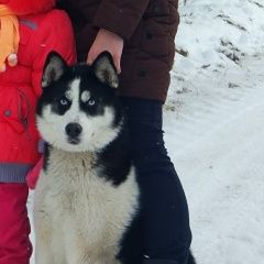 Подробнее об объявлении «Мценск Пропала собака» Фото: пропала собака  «Мценск Пропала собака» в г. Мценск