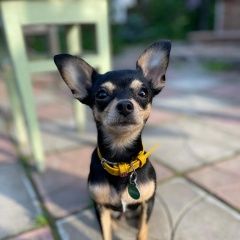 Подробнее об объявлении «Москва Пропала собака русский той, чили» Фото: пропала собака  «Москва Пропала собака русский той, чили» в г. Москва