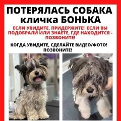 Подробнее об объявлении «Москва Пропала собака потерялась собака, просьба помочь в пои» Фото: пропала собака  «Москва Пропала собака потерялась собака,...» в г. Москва