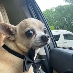 Подробнее об объявлении «Серышево Пропала собака кобель срочно за вознаграждение» Фото: пропала собака  «Серышево Пропала собака кобель срочно за...» в г. Серышево