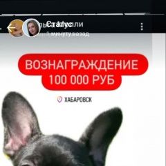 Подробнее об объявлении «Пропала собака Хабаровск» Фото: пропала собака Французский бульдог «Пропала собака Хабаровск» в г. Хабаровск