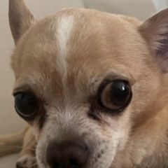 Подробнее об объявлении «Серышево Пропала собака кобель срочно вознаграждение» Фото: пропала собака  «Серышево Пропала собака кобель срочно...» в г. Серышево