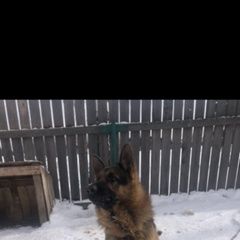 Подробнее об объявлении «Екатеринбург Пропала собака кобель алапаевск овчарка кобель» Фото: пропала собака Немецкая овчарка «Екатеринбург Пропала собака кобель алапаевск...» в г. Екатеринбург