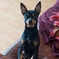 Подробнее об объявлении «Пропала собака кобель очень прошу помогите найти… Балабаново» Фото: пропала собака Той-терьер «Пропала собака кобель очень прошу помогите...» в г. Балабаново