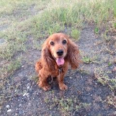 Подробнее об объявлении «Прохладный Пропала собака порода английский спаниэль» Фото: пропала собака Английский кокер-спаниель «Прохладный Пропала собака порода английский...» в г. Прохладный