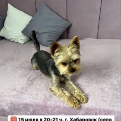 Подробнее об объявлении «Пропала собака кобель йоркширский терьер Хабаровск» Фото: пропала собака Йоркширский терьер «Пропала собака кобель йоркширский терьер Хабаровск» в г. Хабаровск