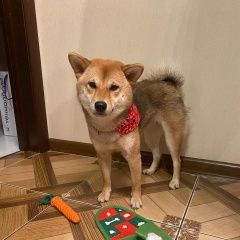 Подробнее об объявлении «Щелково Пропала собака в чкаловском» Фото: пропала собака  «Щелково Пропала собака в чкаловском» в г. Щелково