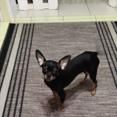 Подробнее об объявлении «Краснодар Пропала собака» Фото: пропала собака Той-терьер «Краснодар Пропала собака» в г. Краснодар