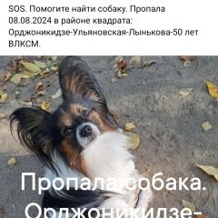 Подробнее об объявлении «Пропала собака кобель Бобруйск» Фото: пропала собака Папильон ( папийон) «Пропала собака кобель Бобруйск» в г. Бобруйск