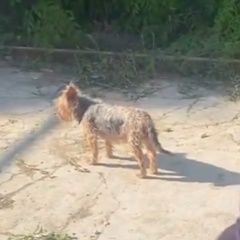 Подробнее об объявлении «Черноморское Пропала собака йорк» Фото: пропала собака  «Черноморское Пропала собака йорк» в г. Черноморское