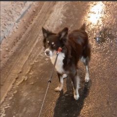 Подробнее об объявлении «Москва Пропала собака» Фото: пропала собака Бордер колли «Москва Пропала собака» в г. Москва