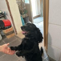 Подробнее об объявлении «Энгельс Пропала собака кобель» Фото: пропала собака Английский кокер-спаниель «Энгельс Пропала собака кобель» в г. Энгельс