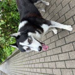 Подробнее об объявлении «Пропала собака кобель Калининград (Кенигсберг)» Фото: пропала собака Сибирская хаски «Пропала собака кобель Калининград (Кенигсберг)» в г. Калининград (Кенигсберг)