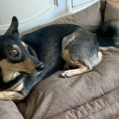 Подробнее об объявлении «Пропала собака Хабаровск» Фото: пропала собака  «Пропала собака Хабаровск» в г. Хабаровск