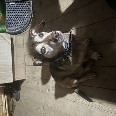 Подробнее об объявлении «Пропала собака Киржач» Фото: пропала собака  «Пропала собака Киржач» в г. Киржач