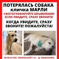 Подробнее об объявлении «Пропала собака кобель мо, мамоново, ленинский г. о. Видное» Фото: пропала собака Лабрадор ретривер «Пропала собака кобель мо, мамоново, ленинский...» в г. Видное