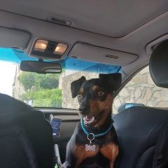 Подробнее об объявлении «Москва Пропала собака кобель минипинчер черного окраса» Фото: пропала собака Цвергпинчер (Карликовый пинчер) «Москва Пропала собака кобель минипинчер черного...» в г. Москва