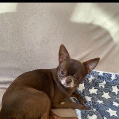 Подробнее об объявлении «Ленинский Пропала собака» Фото: пропала собака Чихуахуа «Ленинский Пропала собака» в г. Ленинский