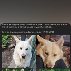 Подробнее об объявлении «Фирсановка Пропала собака кобель пёс белый большой» Фото: пропала собака  «Фирсановка Пропала собака кобель пёс белый большой» в г. Фирсановка