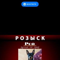 Подробнее об объявлении «Пропала собака кобель помогите пожалуйста найти Балабаново» Фото: пропала собака Русский той-терьер «Пропала собака кобель помогите пожалуйста найти...» в г. Балабаново