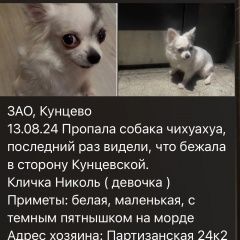 Подробнее об объявлении «Москва Пропала собака» Фото: пропала собака  «Москва Пропала собака» в г. Москва