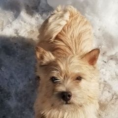 Подробнее об объявлении «Хвойная Пропала собака норвич терьер» Фото: пропала собака Норвич-терьер «Хвойная Пропала собака норвич терьер» в г. Хвойная