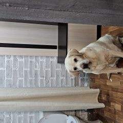 Подробнее об объявлении «Белгород Пропала собака кобель» Фото: пропала собака Лабрадор ретривер «Белгород Пропала собака кобель» в г. Белгород