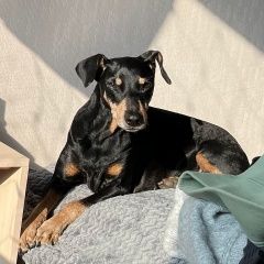 Подробнее об объявлении «Тихвин Пропала собака вознаграждение 10. 000руб» Фото: пропала собака  «Тихвин Пропала собака вознаграждение 10. 000руб» в г. Тихвин