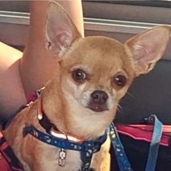 Подробнее об объявлении «Воронеж Пропала собака» Фото: пропала собака Чихуахуа «Воронеж Пропала собака» в г. Воронеж