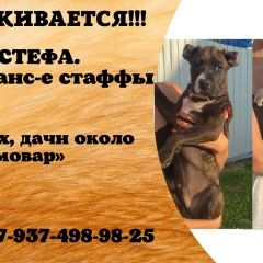 Подробнее об объявлении «Пыть-Ях Пропала собака кобель и стафорд» Фото: пропала собака Стаффордширский бультерьер «Пыть-Ях Пропала собака кобель и стафорд» в г. Пыть-Ях