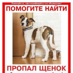 Подробнее об объявлении «Пропала собака кобель ищем щенка-подростка Балашиха» Фото: пропала собака  «Пропала собака кобель ищем щенка-подростка...» в г. Балашиха